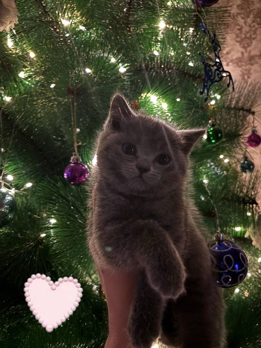 Продаются котята породы БРИТАНЕЦ