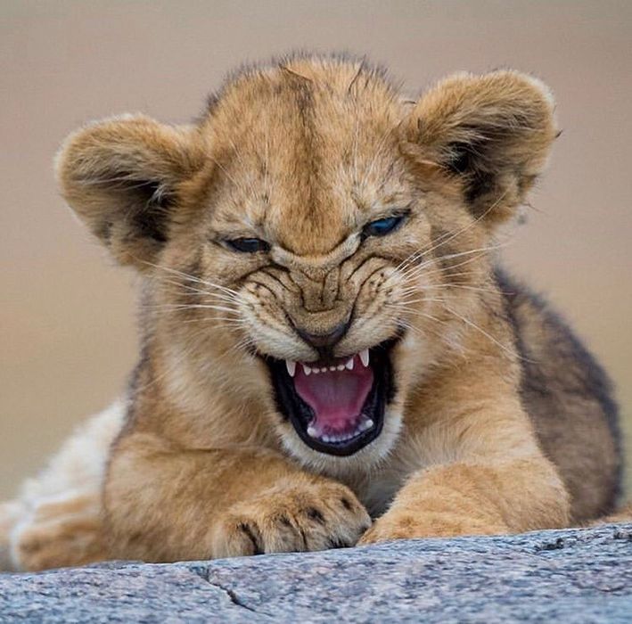 ЗооТакси от 3000 тенге!!!