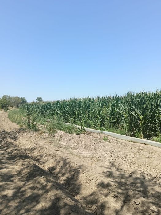 Продам кукурузу - силос