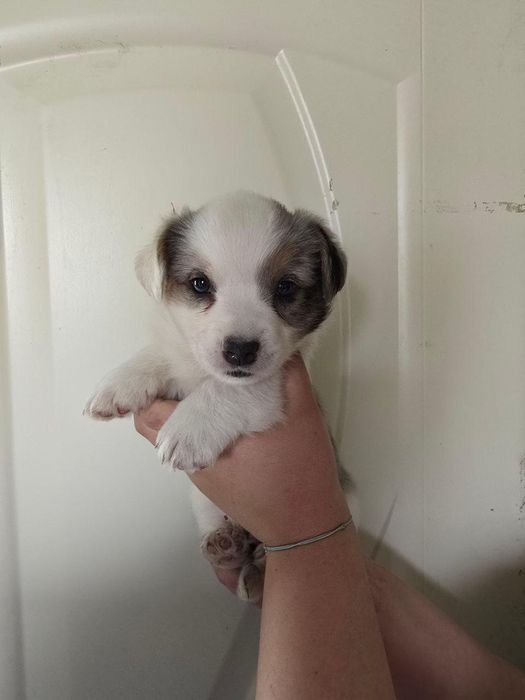 Продам щенков корги кардиган