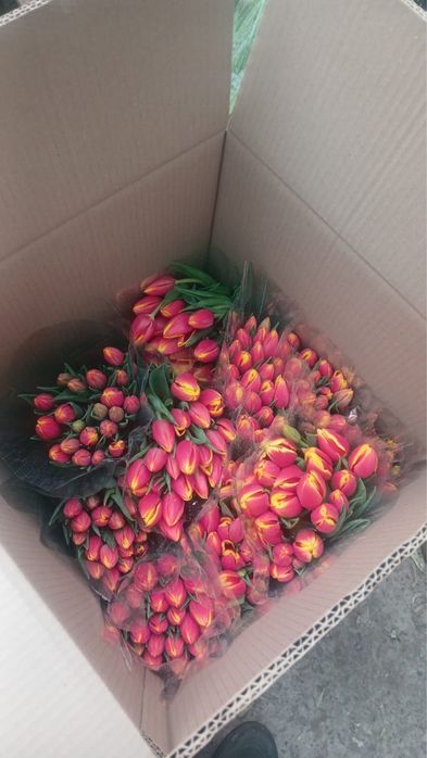 Тюльпан Тюльпан Тюльпан Оптом