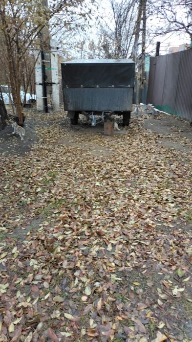 Кошечки в добрые руки.