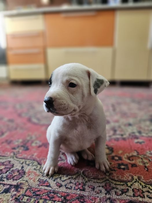 Стаффордширский терьер | стаф