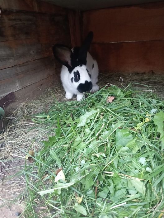 Vând urgent iepuri Fluture German