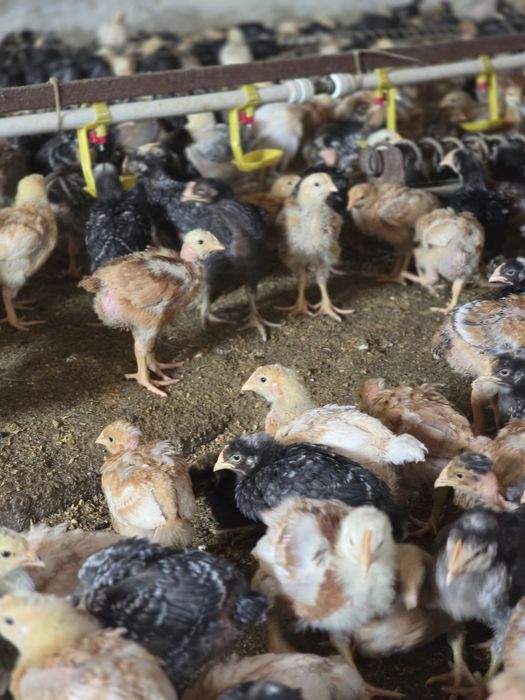 Pui rasa mixta calitate superioara