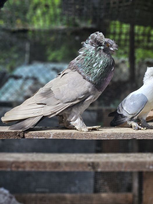 Vând porumbei diferite rase ornament