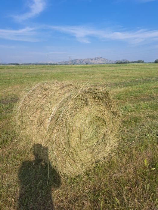 Сено в рулонах 200 кг