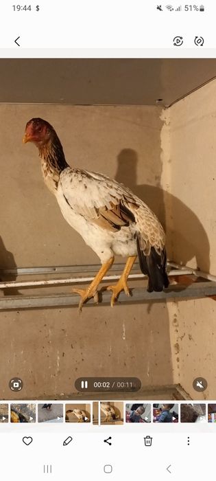 Zati toza narsa yoshiga toldi xozr tuxumda