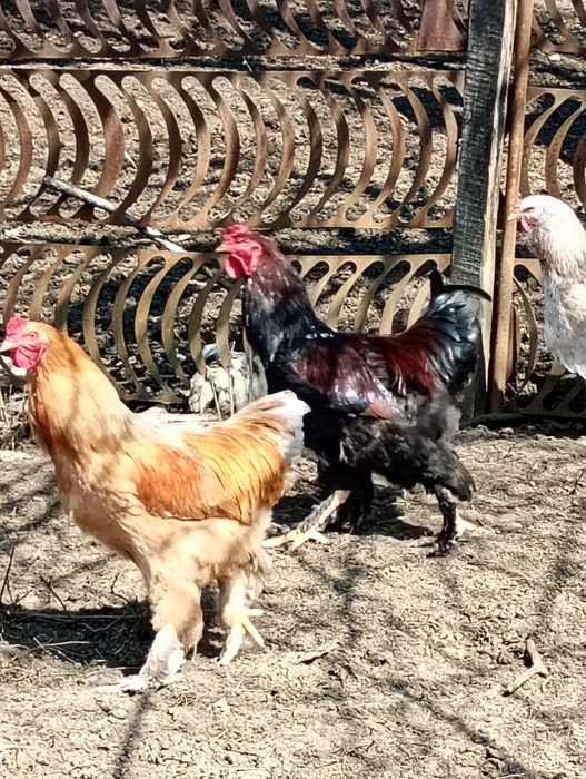 Pui brahma și cocoși