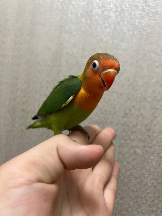 Ручной попугай неразлучник