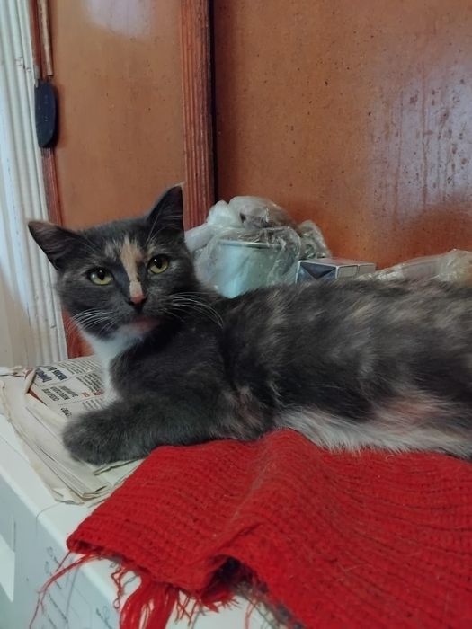 Котёнок 7 месяцев!