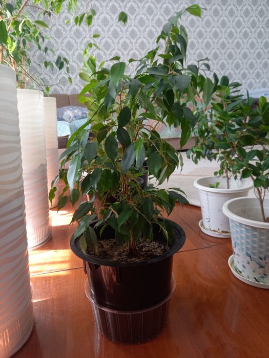 Бөлме гүлдері,уже тал болған