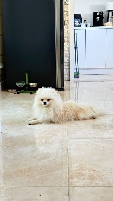 Кобель Померанский шпиц на вязку