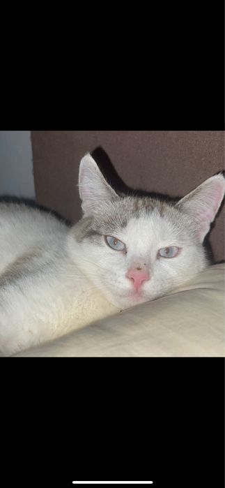 Отдамь кота в добрые руки срочноо!!!