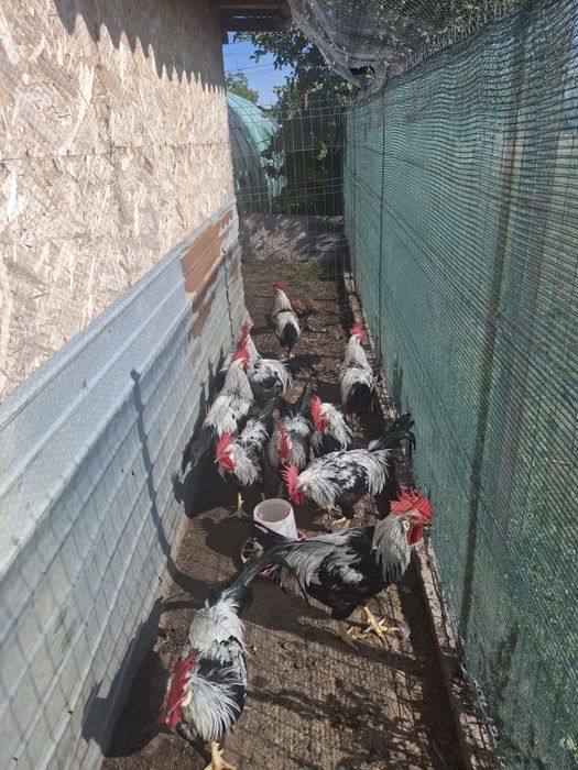 Motate olandeze, curcani negri cocosei rasa mixta  si cocosii italiana argintie vânzare..