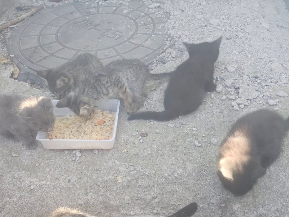 Отдам котят в добрые руки