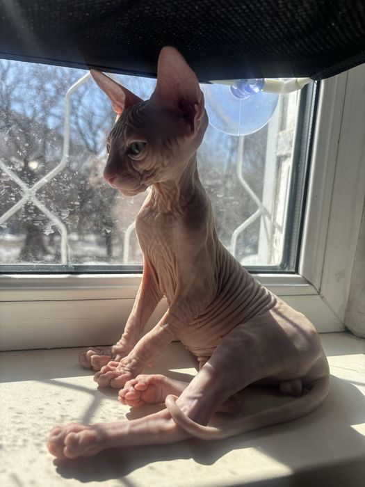 Канадский сфинкс