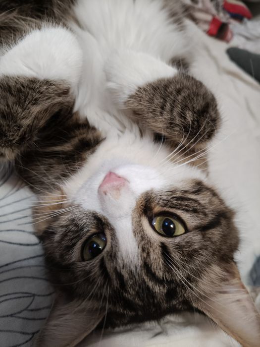 Отдам кошку девочка