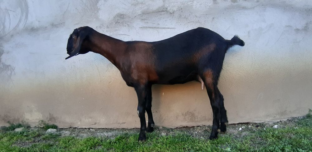 Capra Anglo Nubian