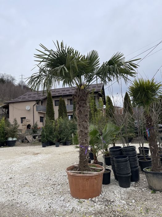 Palmieri rezistenti la minus 18-20grade