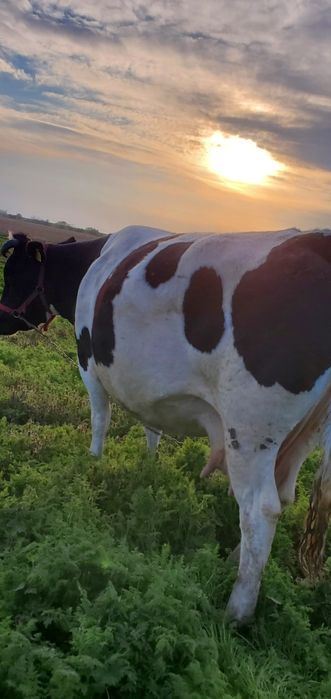 Vând vacă gestantă