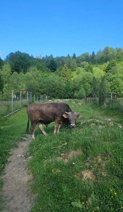 Animale domestice