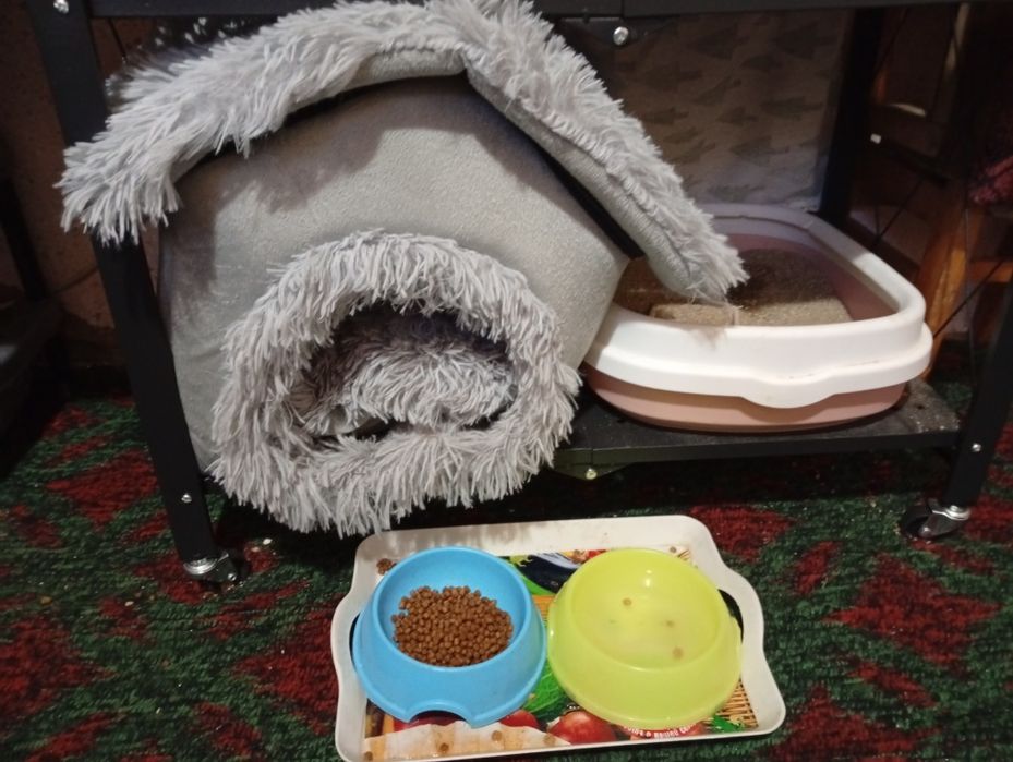 Продаётся котёнок мальчик бараквой срочно