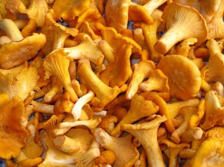 Гриб лисичка сушенная