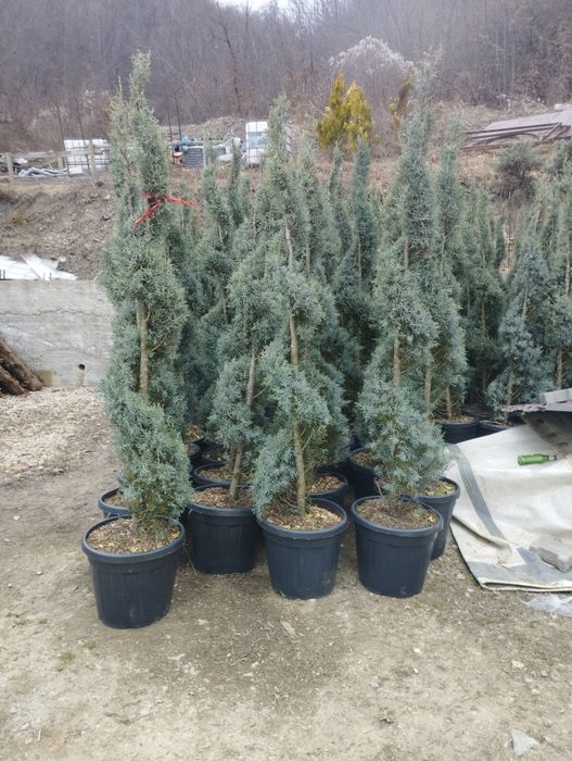 Arțar,stejar roșu,fag european