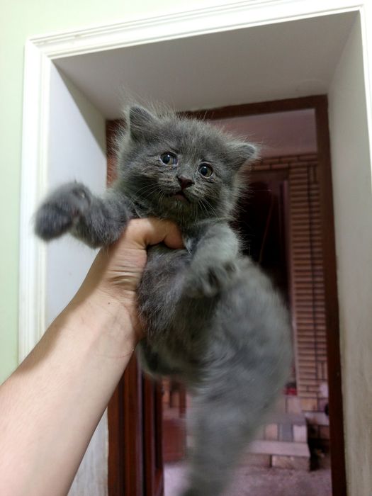 Scotish longhair vislouxa mushukchamiz sotiladi