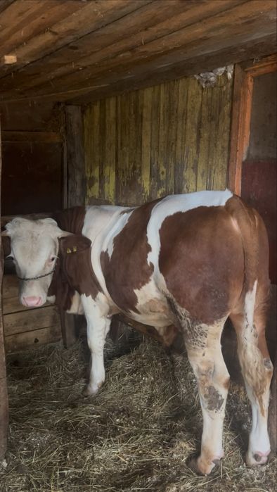 Taur de vânzare  ! 400 kg