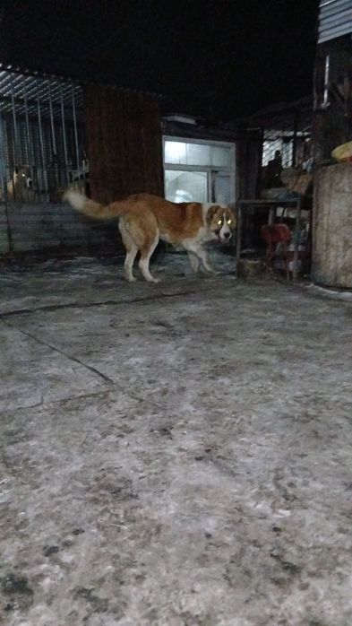 Щенок девять месяцев