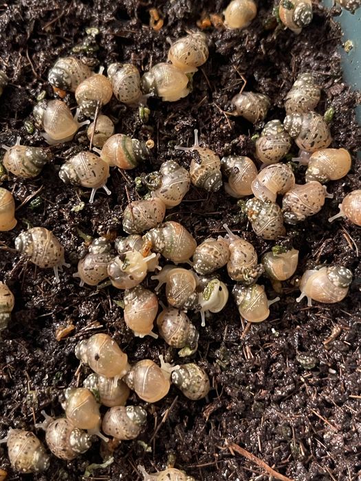 Ulitkala sotiladi radashka fulika albinosla