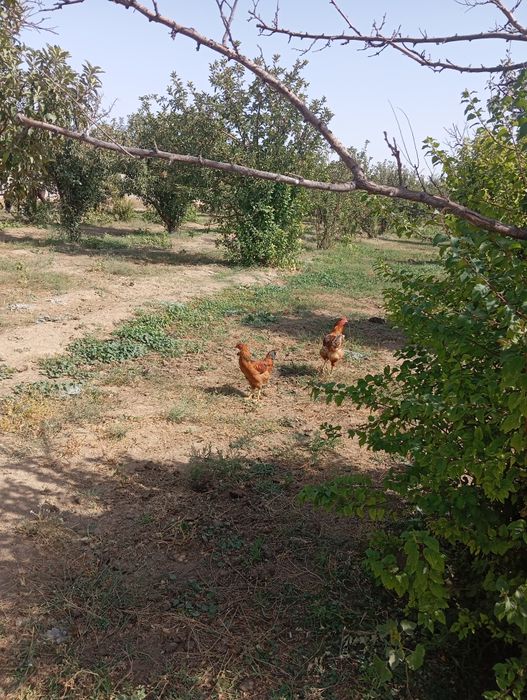 Дамашни таук сатлады