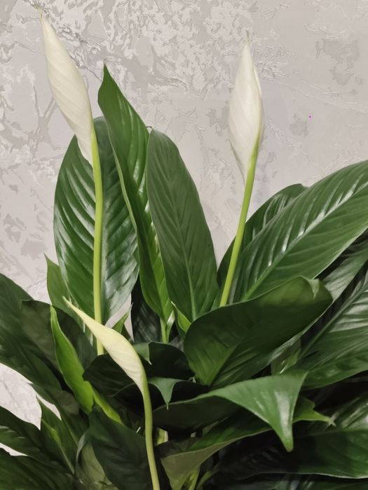 Женское счастье  в наличии