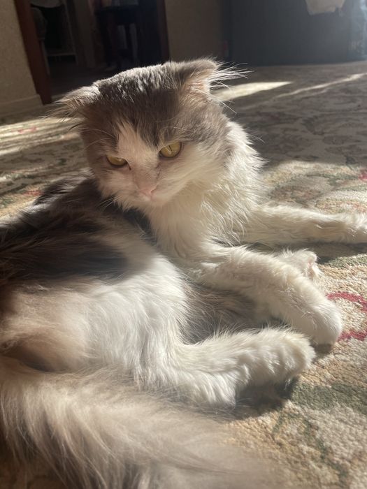 Отдам в добрые руки кота.