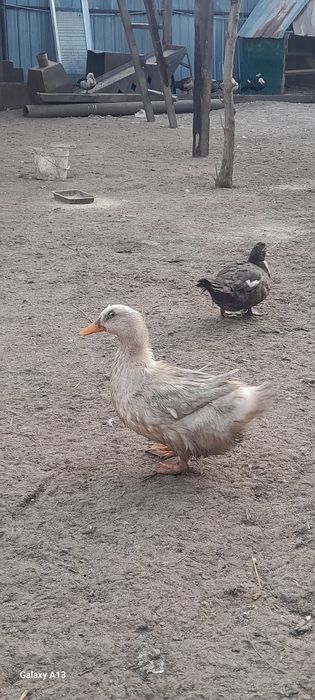 Продам хороших уток