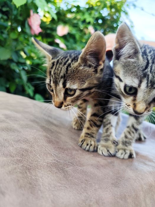 Ofer pui de pisică spre adopție GRATUIT