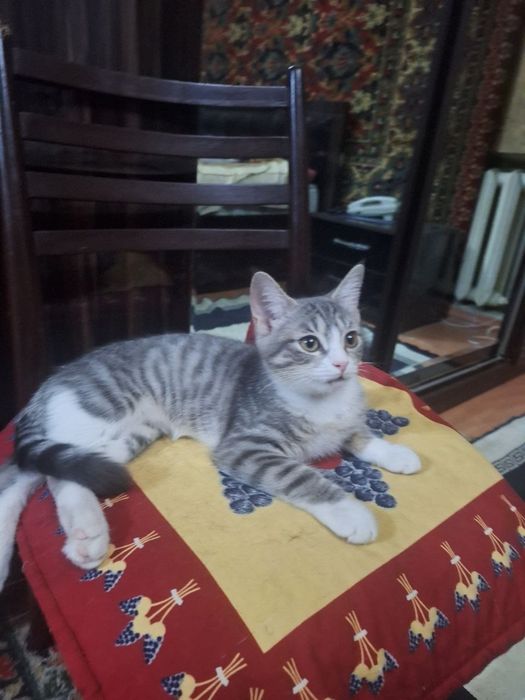 Отдам котят в хорошие руки