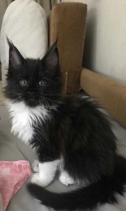 Котята породы Мейн-кун