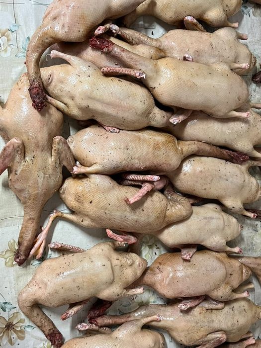 Утка мясной породы Стар 53