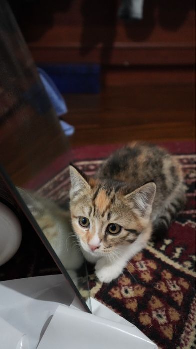 Mushuk sotiladi 300 min