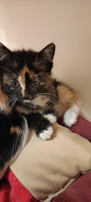 Котята трёхцветные