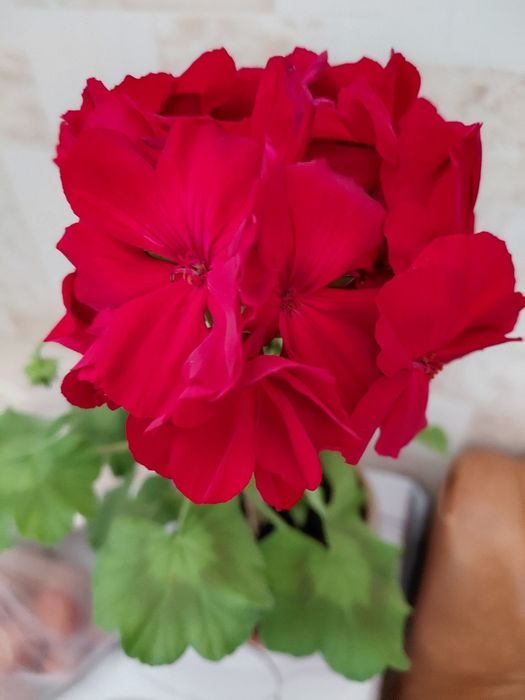 Продам недорого герань, цена 2000т