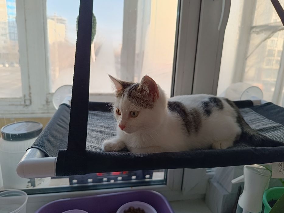 Гамак для кошек, очень удобная