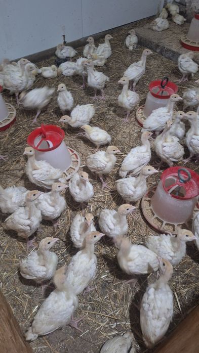 Pui de carne, rasa mixta si curci