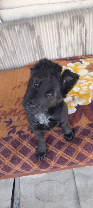 Отдам в хорошие руки