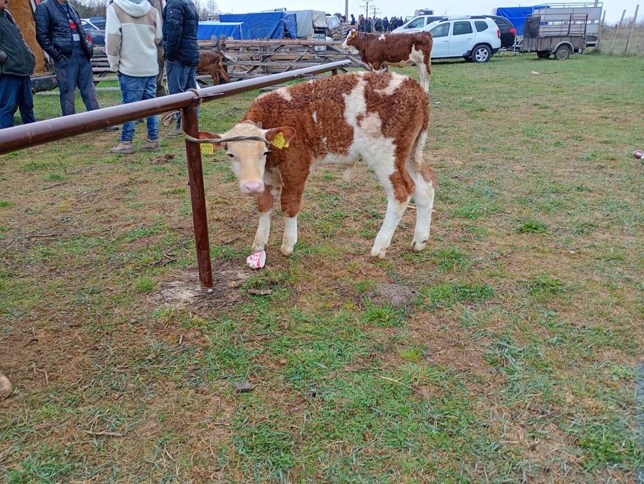 Vand junica cu vitel