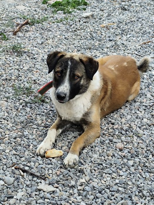 Отдам даром собаку