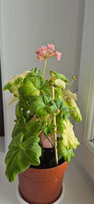 Продам комнатные цветы